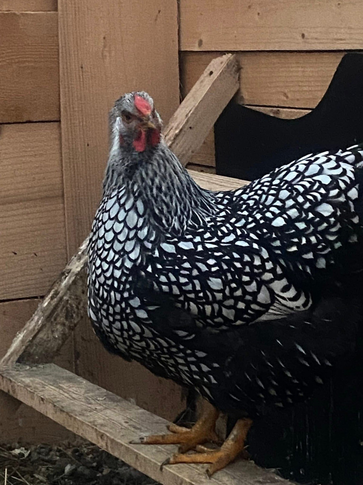 10+ Rare Breed Chicken Fertile Hatching Eggs Orpington, Cochin, Sweddish Flower
