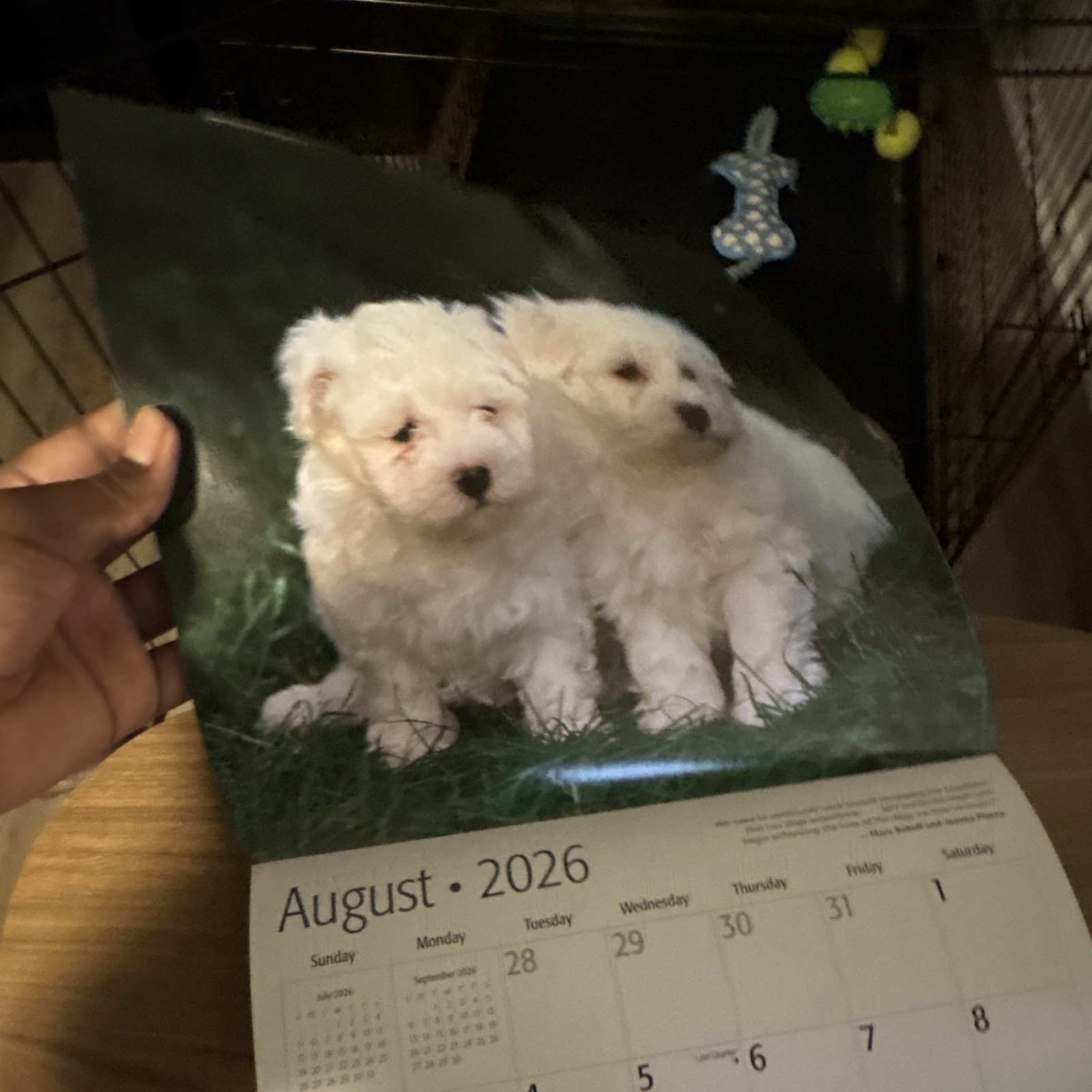 Red Ember Maltese Puppies Wall Calendar 2026 12-Month Calendar