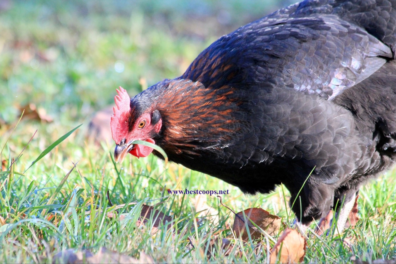 10+ Fertile Black Copper Marans Chicken Hatching Eggs