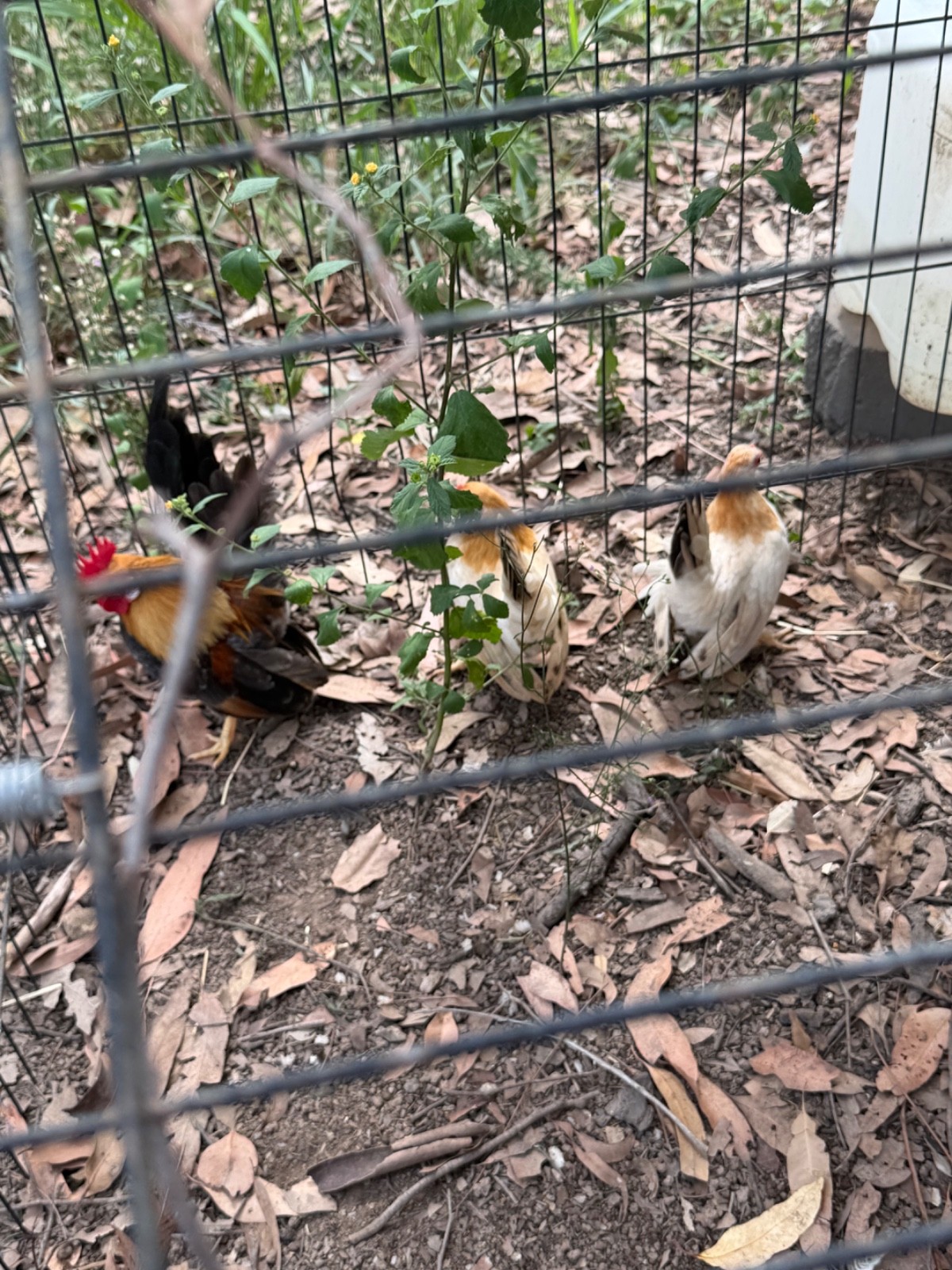 12+ small Quality Serama Chicken Hatching Eggs