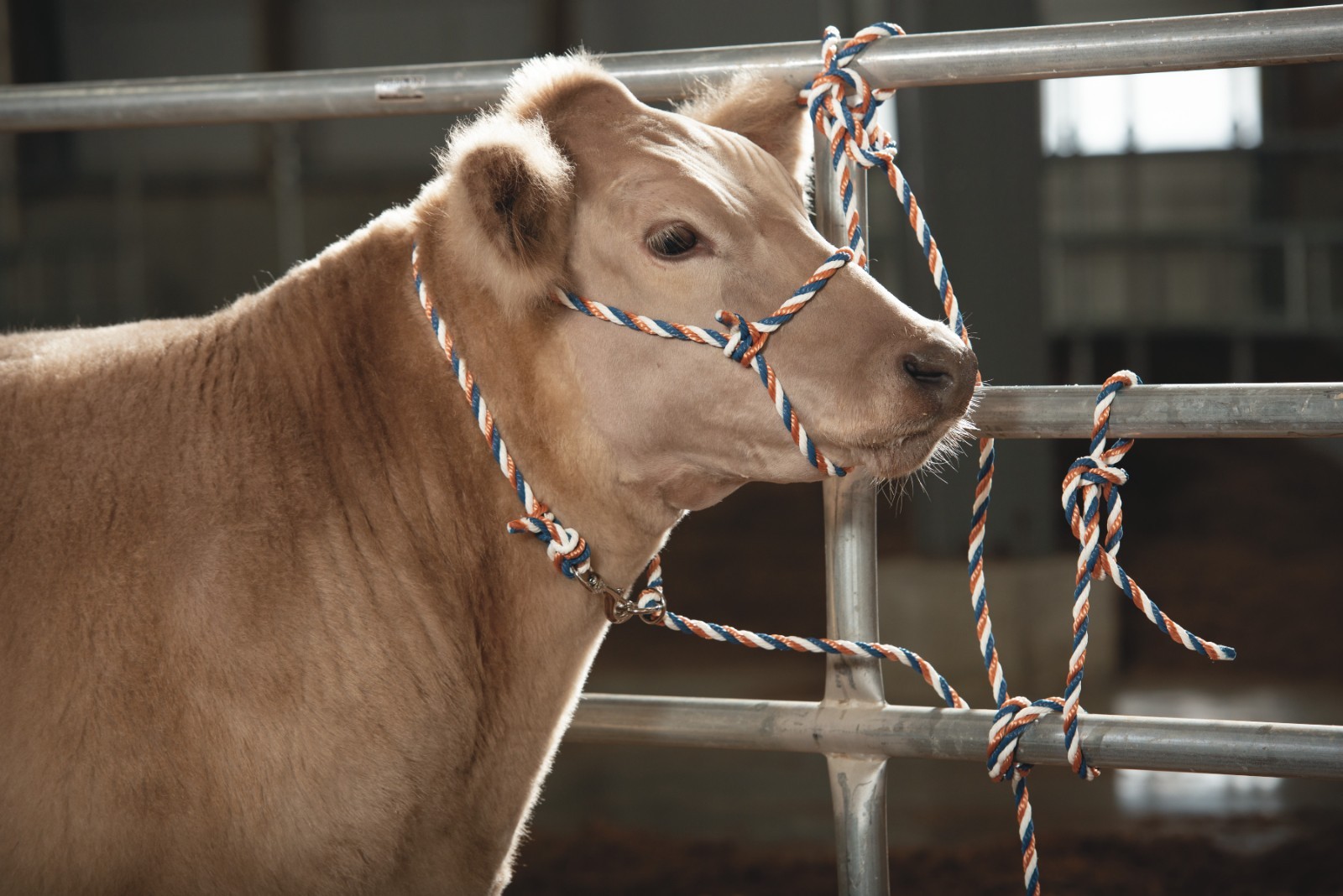 Weaver, Livestock Adjustable Poly Neck Rope