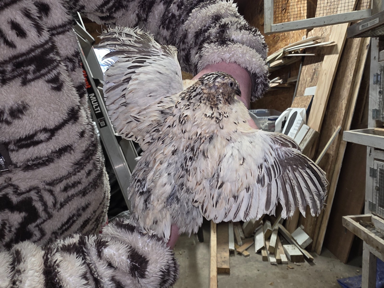 24 (2 dozen) quail hatching eggs coturnix mixed with jumbo all colors