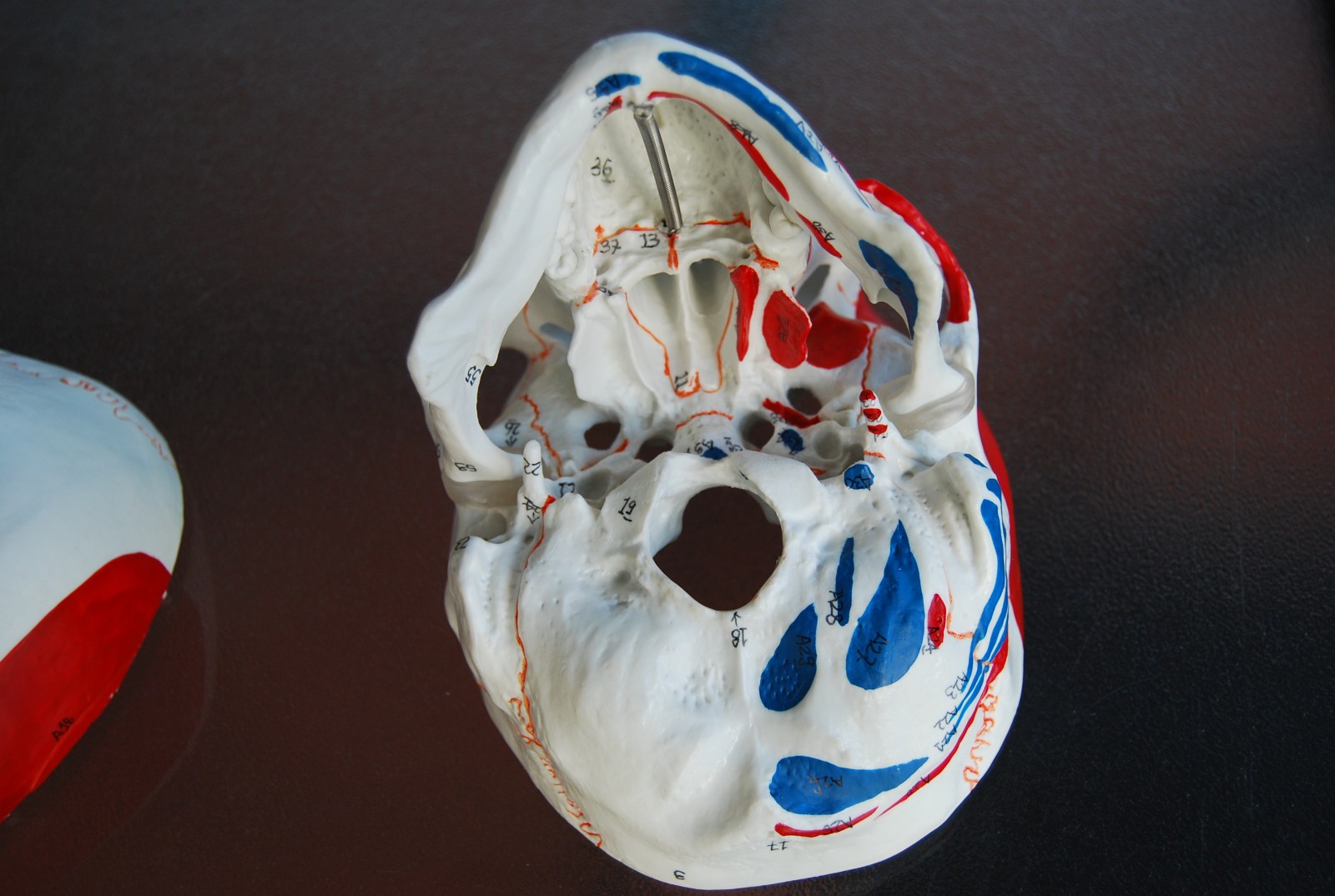 Detailed Life-Size Anatomical Skull Model – Ideal for Teaching & Reference