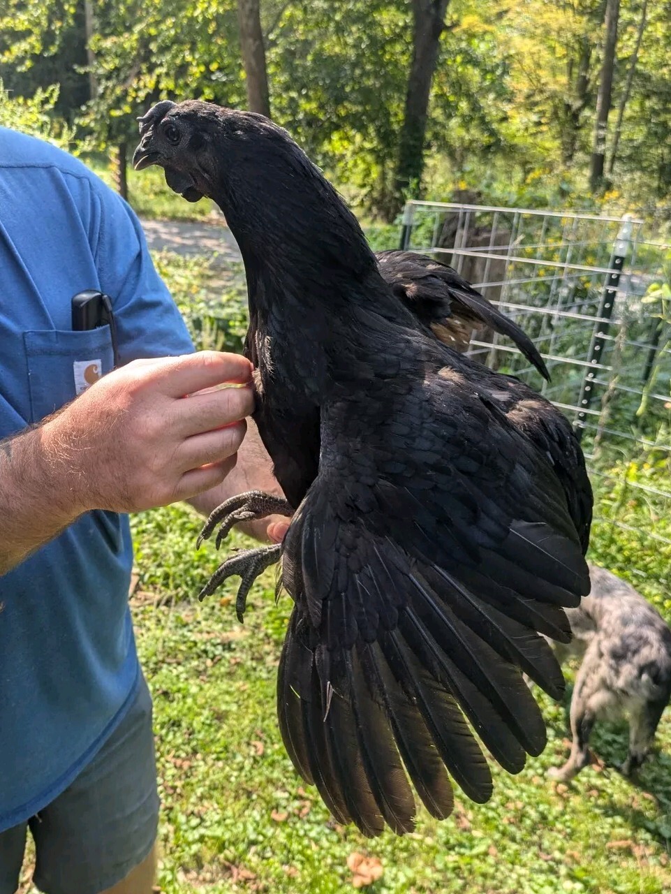 Ayam Cemani Hatching Eggs 4 Eggs Will Ship Fresh Check Fertility Daily