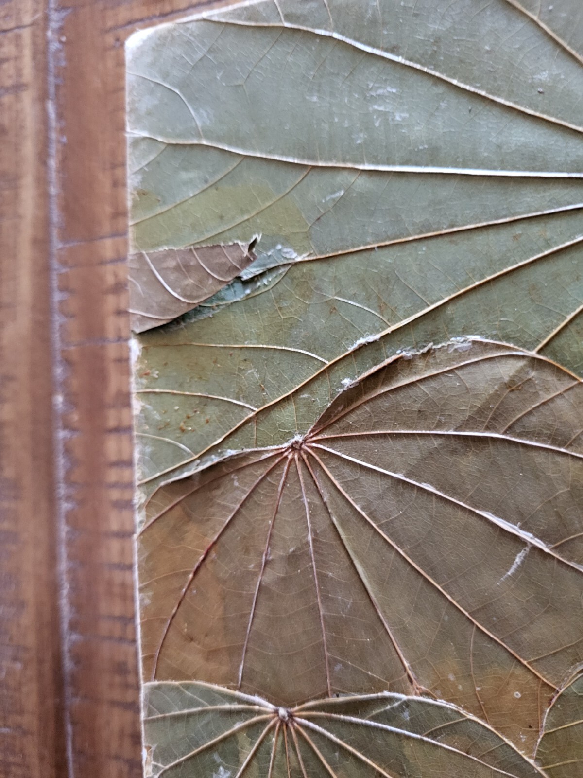 Maui Hawaii Handmade Blank Book Postcard Aloha Banana Leaf Turtle Palm Tree