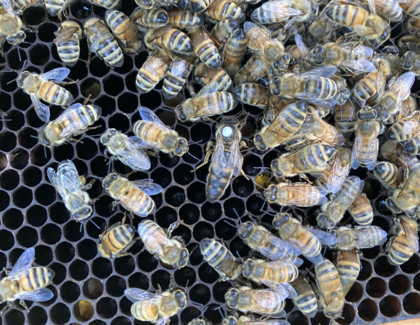 Live Caucasian Honey Bee Queen 50% * Mated, Marked & Laying * Ships 7-6-2026