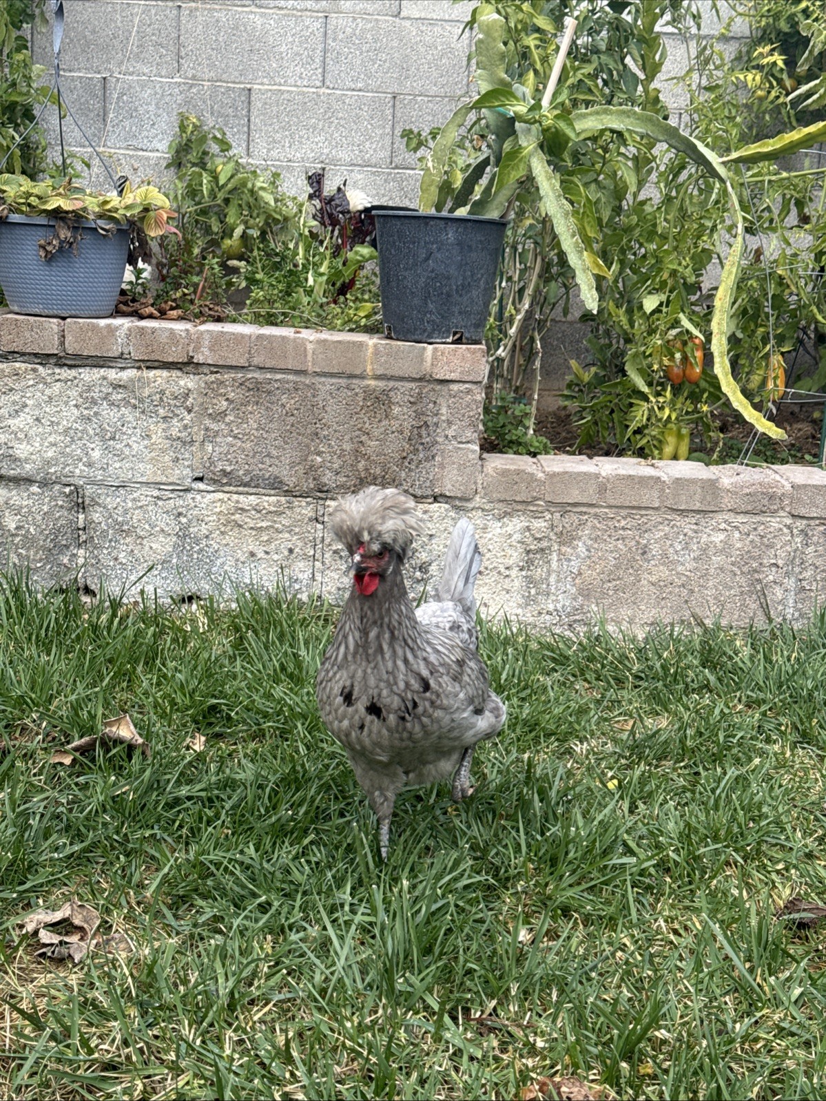 12+ FERTILE CHICKEN PUREBRED POLISH HATCHING EGGS QUICK SHIP USPS PRIORITY MAIL
