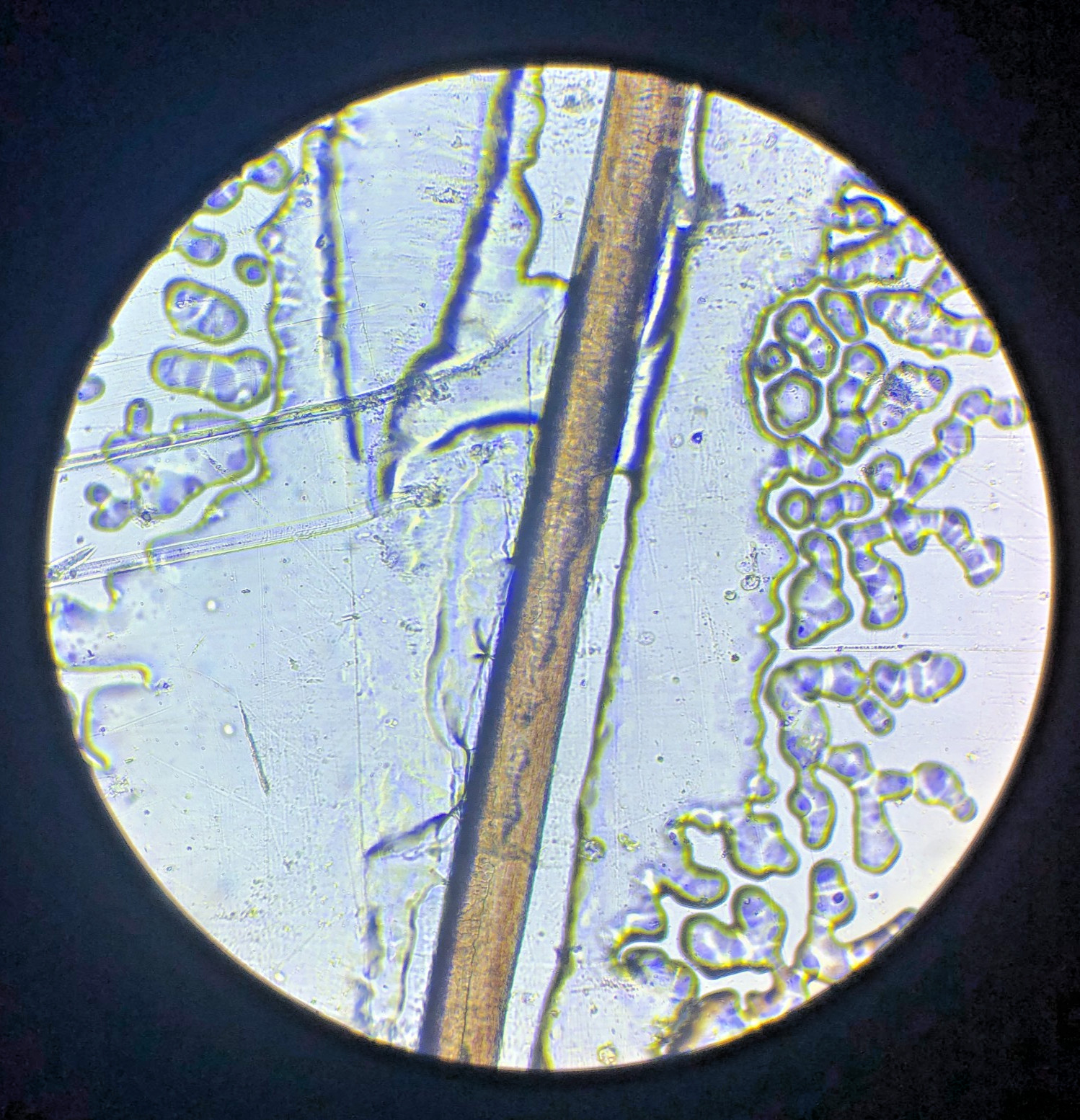 Bausch Biological Microscope, 4 Objectives (4x, 10x, 40x, 100X) Free Shipping!!!