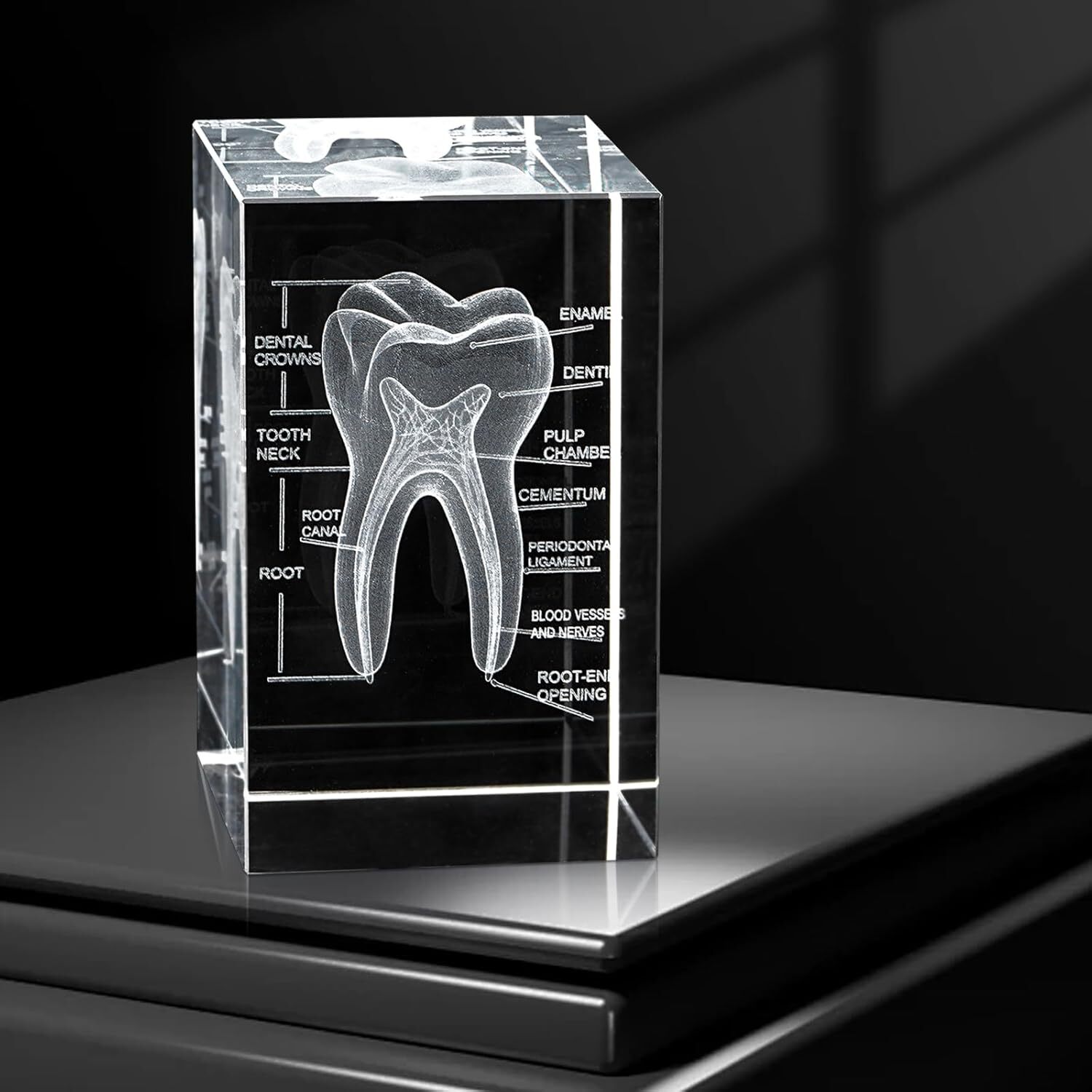 3D Human Crystal Tooth Model for Medical Dental Educational Science Office Decor