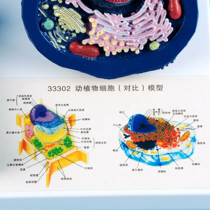 Educational Animal Plant Cell Anatomy Model Biology Teaching Aid For Science Lab