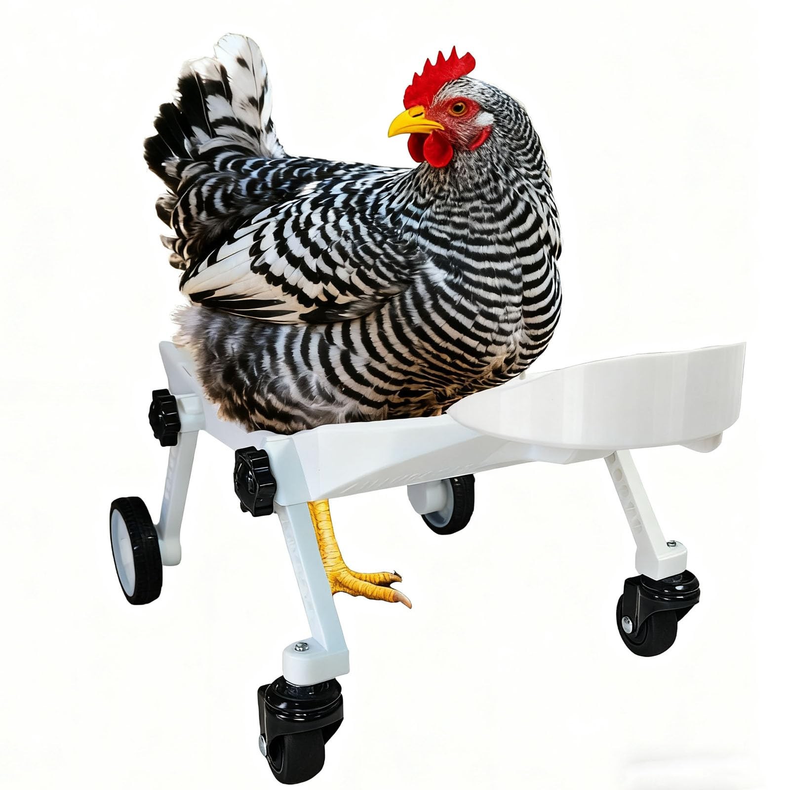 Adjustable Small-Scale Pet Chicken Wheelchair – Small Pet Poultry Mobility Ai…