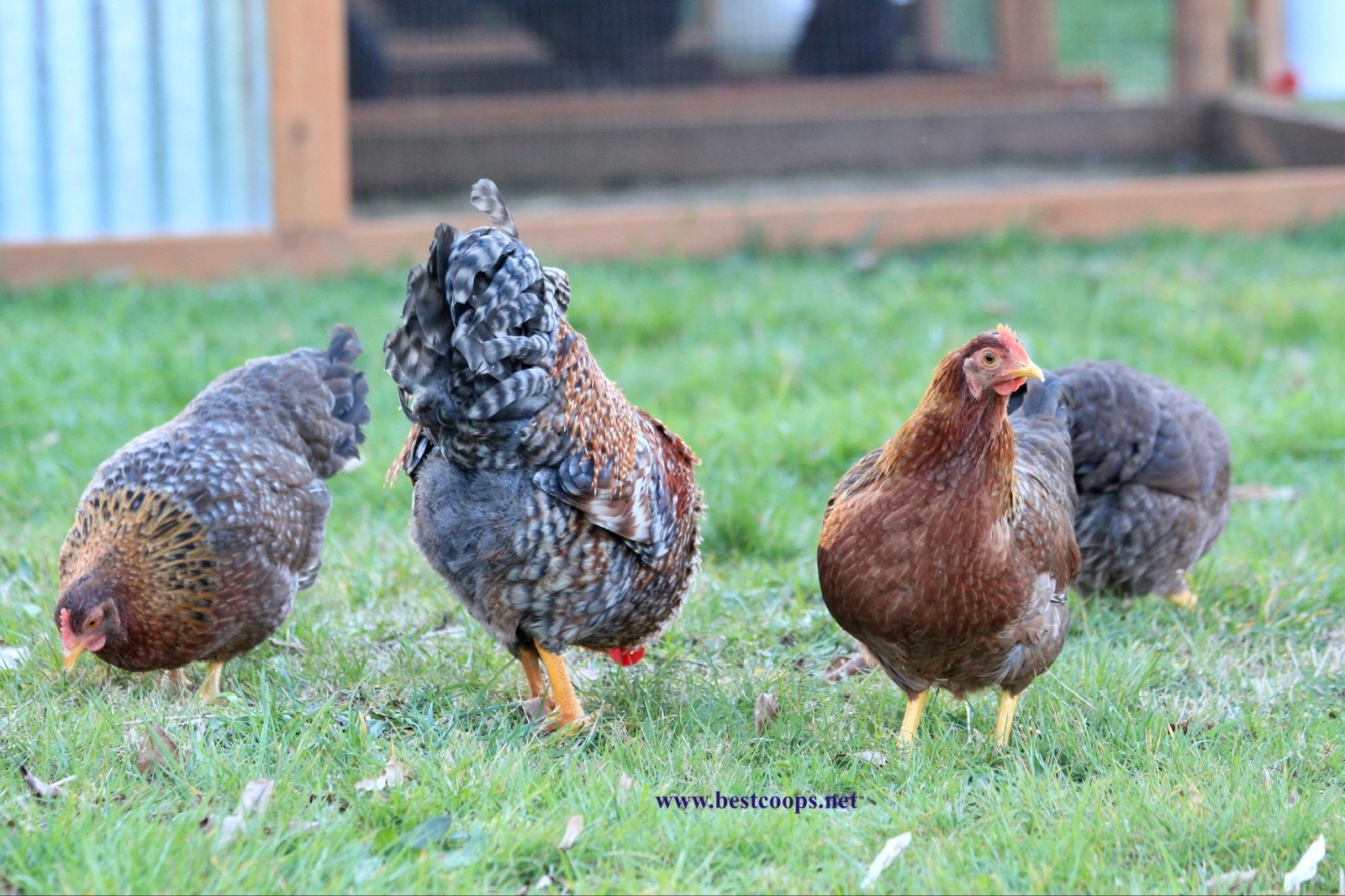 6+ Fertile Bantam Bielefelder Chicken Hatching Eggs