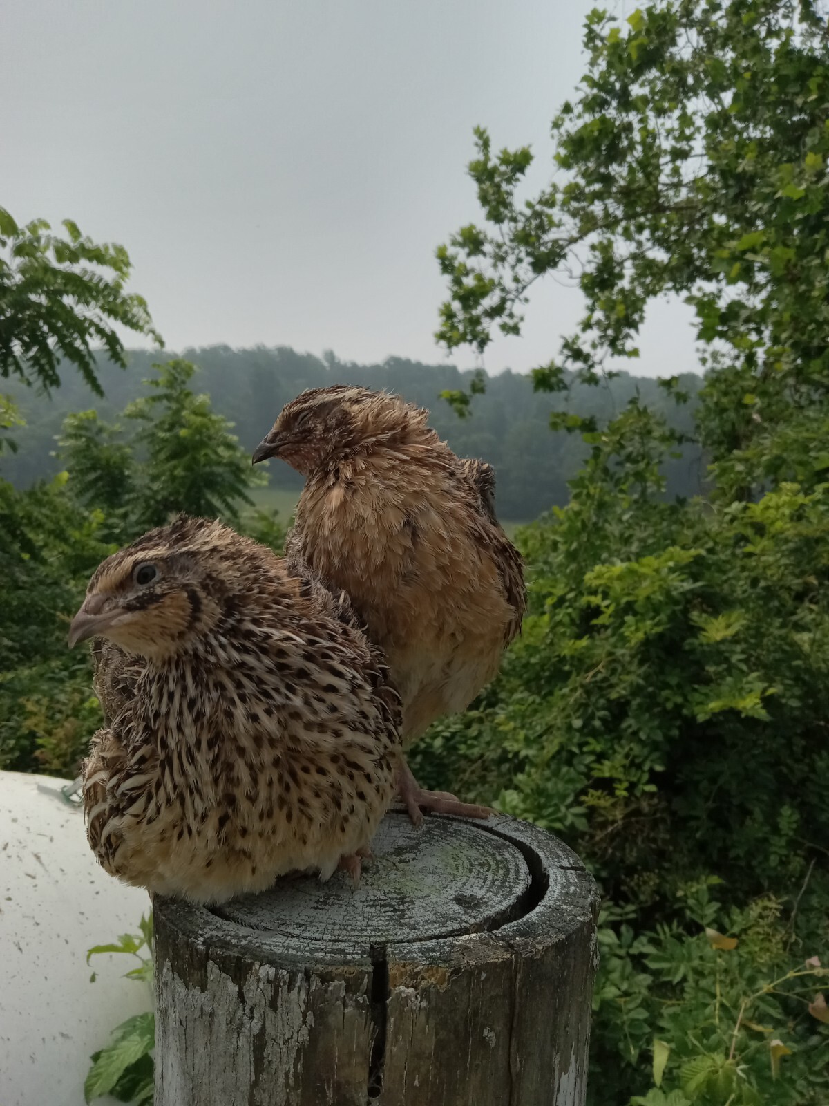 330+ KINGsBROWN XL. JUMBO brown coturnix quail hatching eggs,..