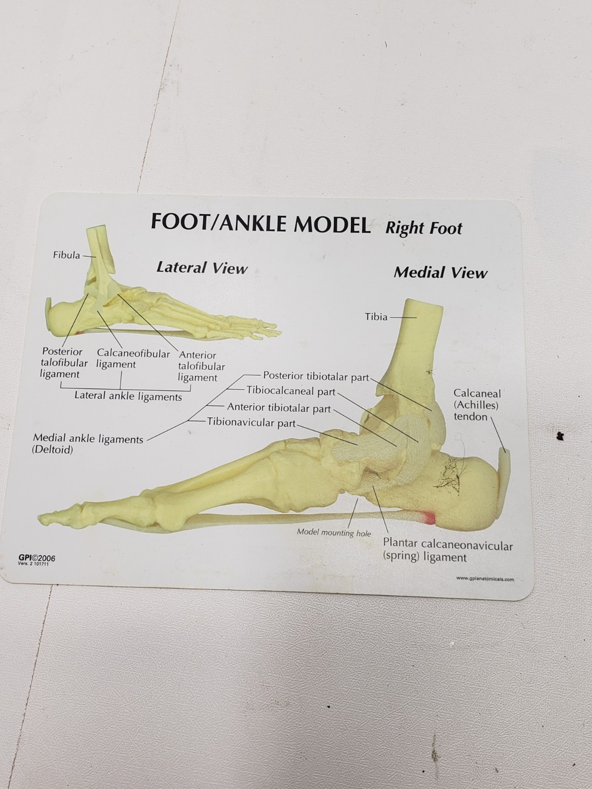 GPI Anatomical Right Foot Ankle Model Ligament Bone Anatomy Display Teaching Aid