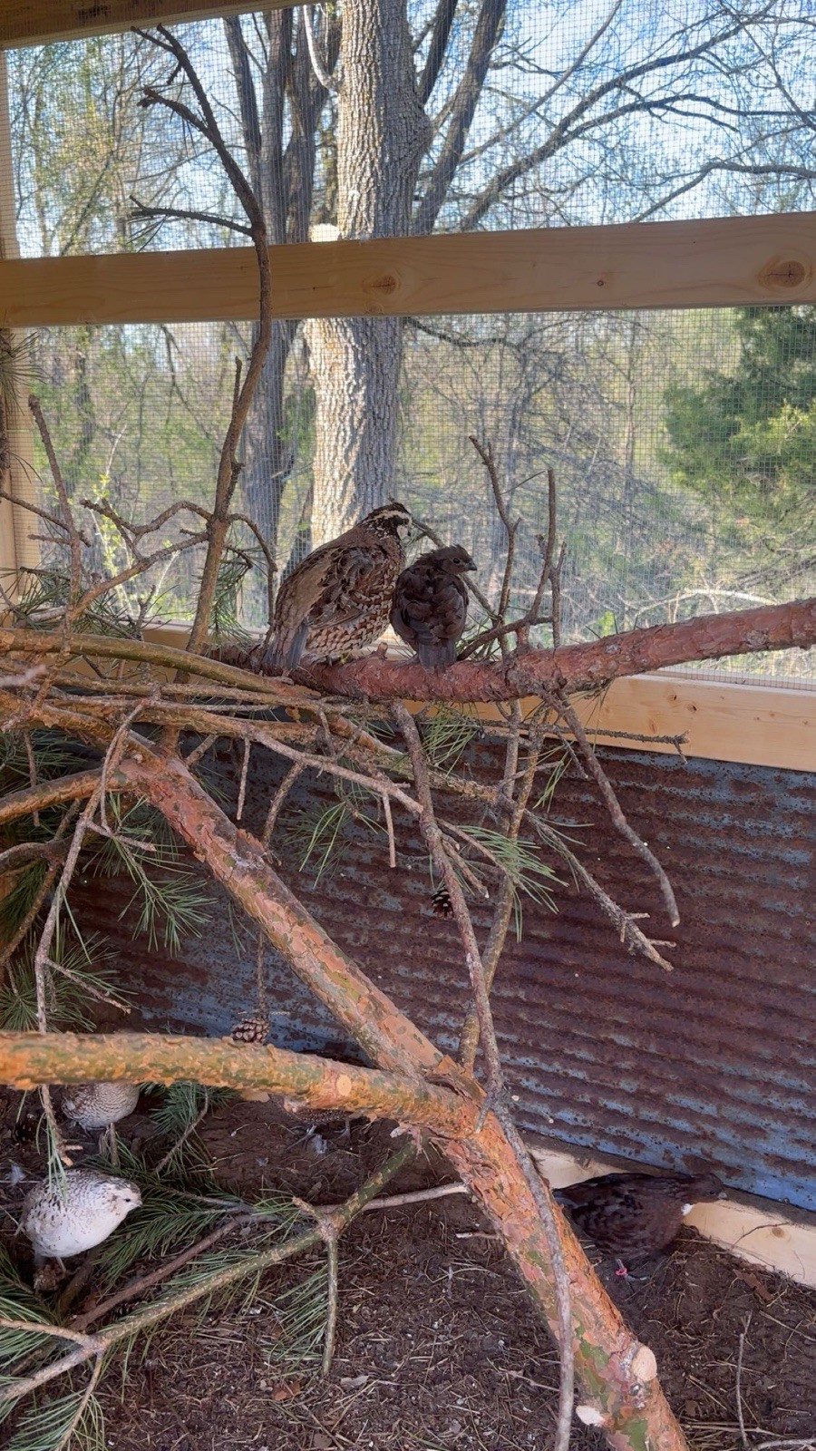 24+ Mixed Bobwhite Hatching Eggs