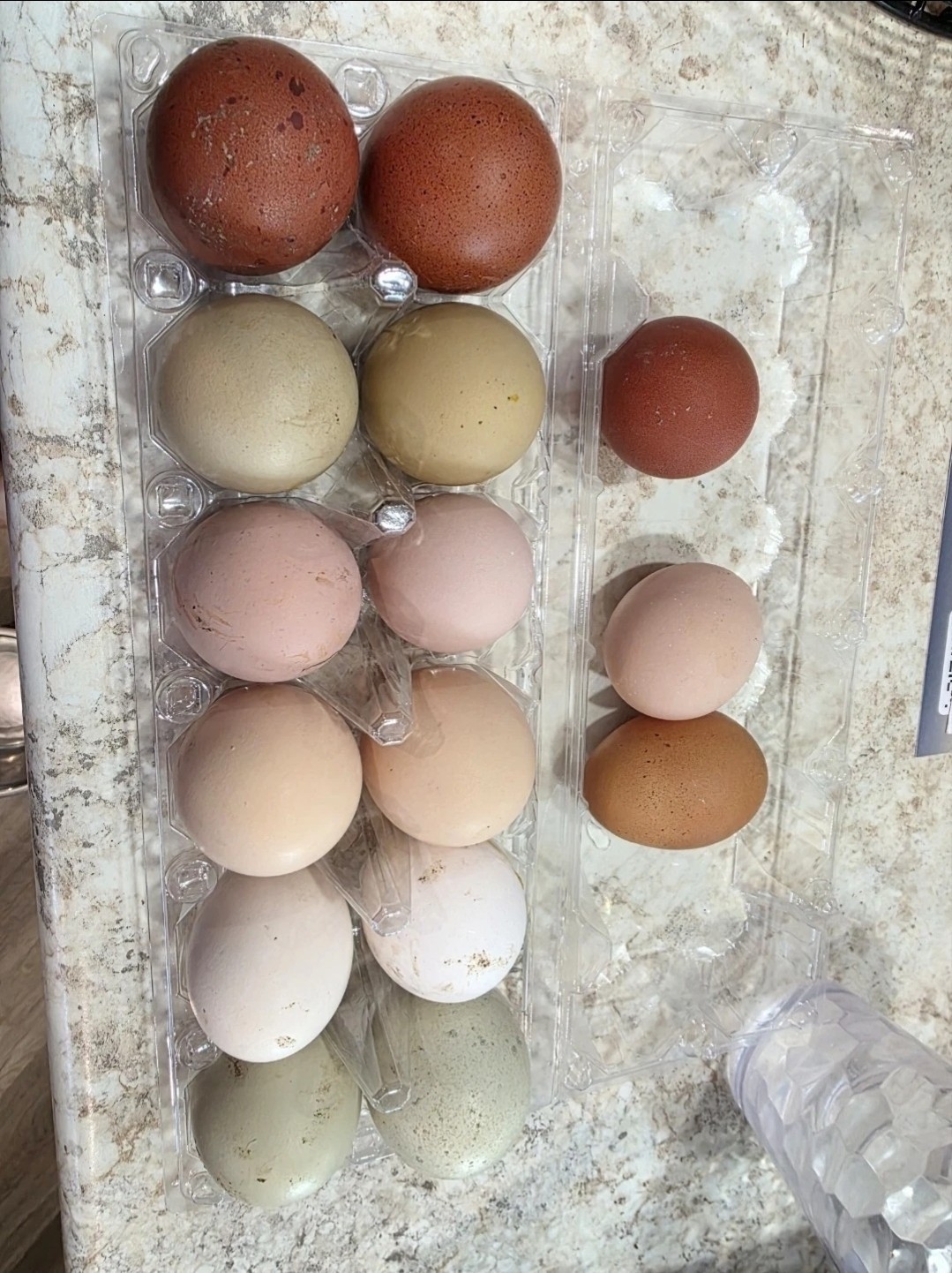 Rainbow hatching eggs! Chicken variety. 12+4 shipping included!