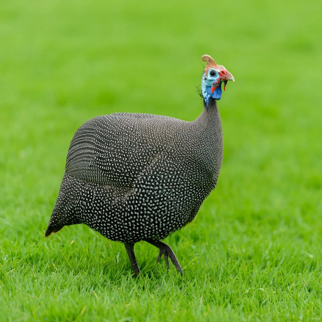 15 Mixed Color Guinea fowl hatching eggs