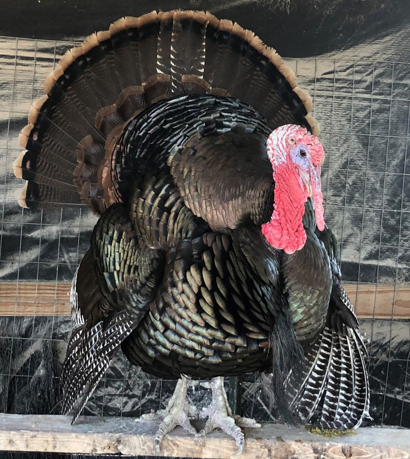 Osceola Hybrid Turkey Hatching Eggs (One Dozen)