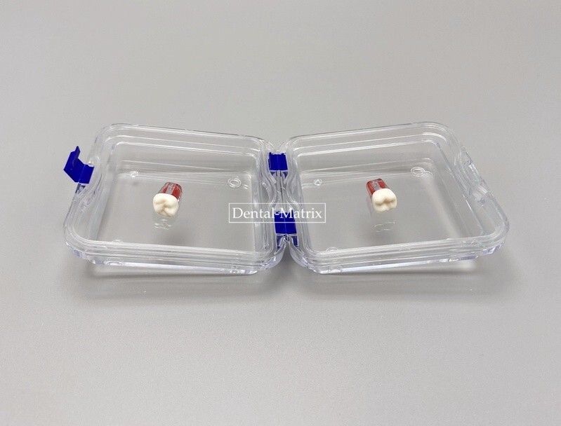 10 Pcs Denture False Teeth Membrane Case Container Hinged Display Box Jewelry