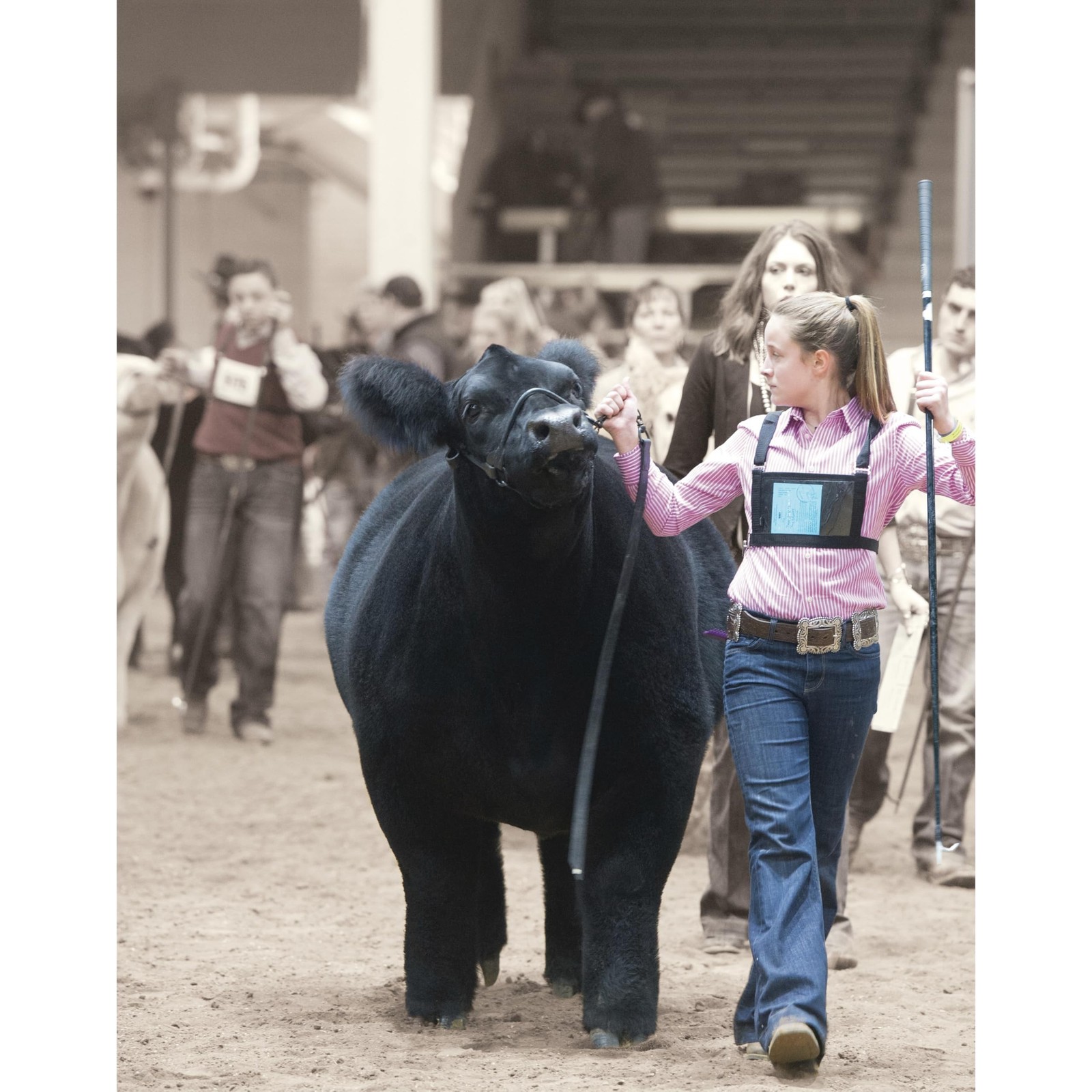 Weaver Livestock Leather Magic Show Cattle Halter, Adjustable, Modern Style C…
