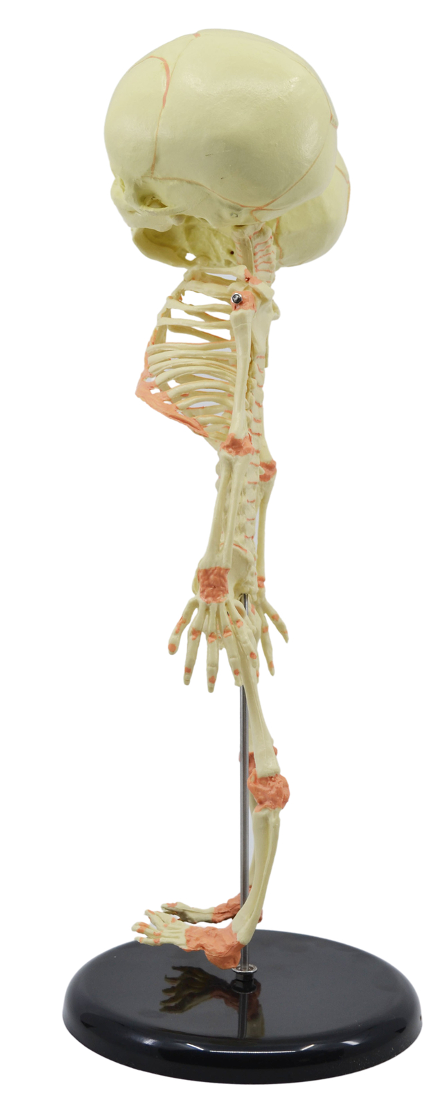 Infant Fetus Skeleton Model, Mini Size – Twin, Conjoined Skull – Eisco Labs