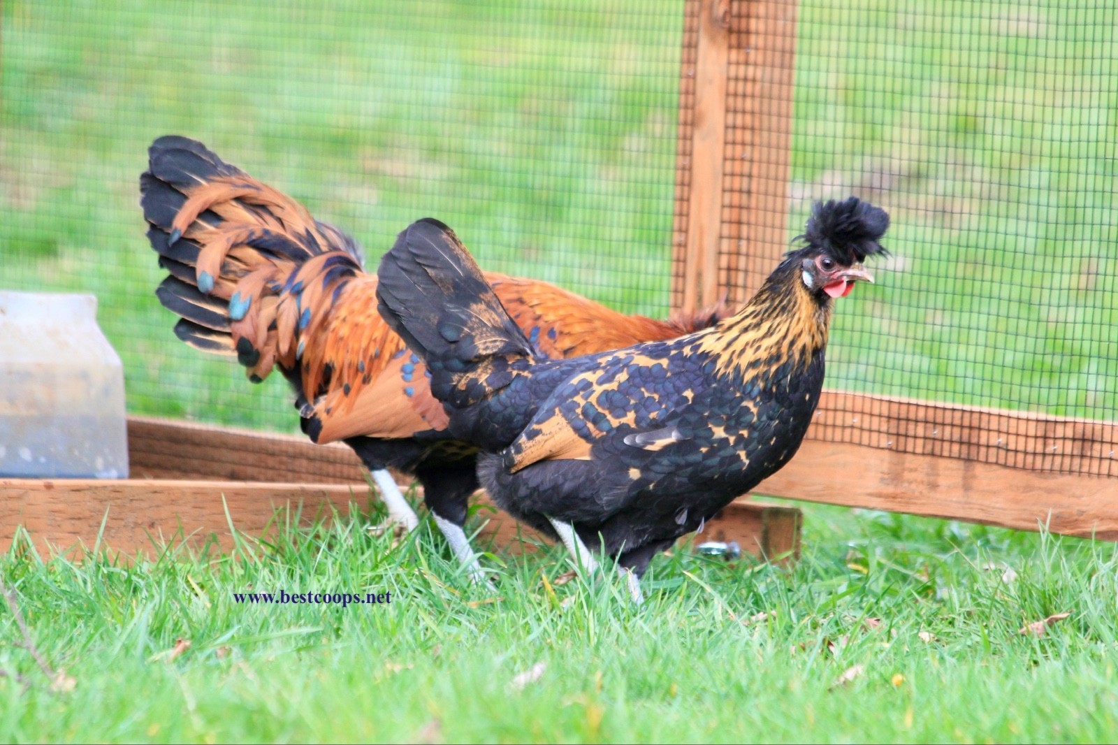 10+ Gold Appenzeller Chicken Hatching Eggs