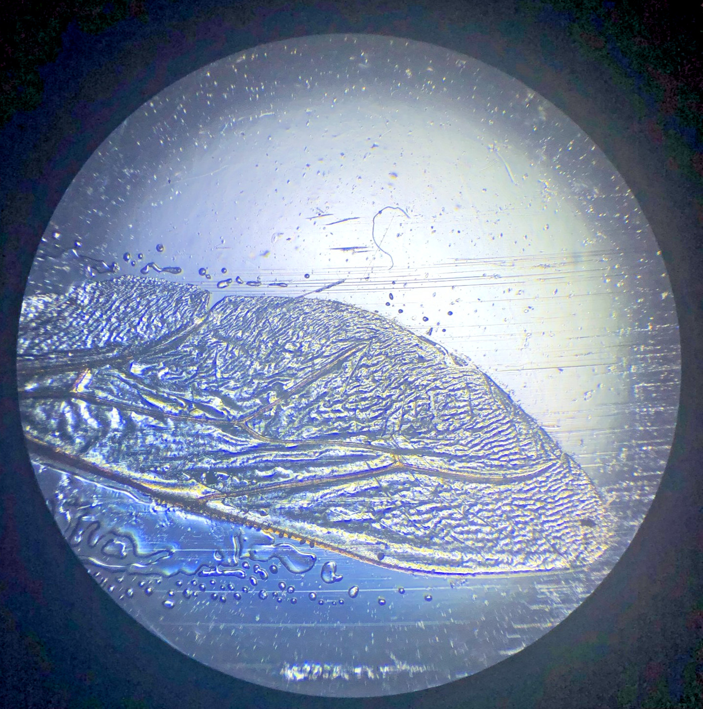 Bausch Biological Microscope, 4 Objectives (4x, 10x, 40x, 100X) Free Shipping!!!