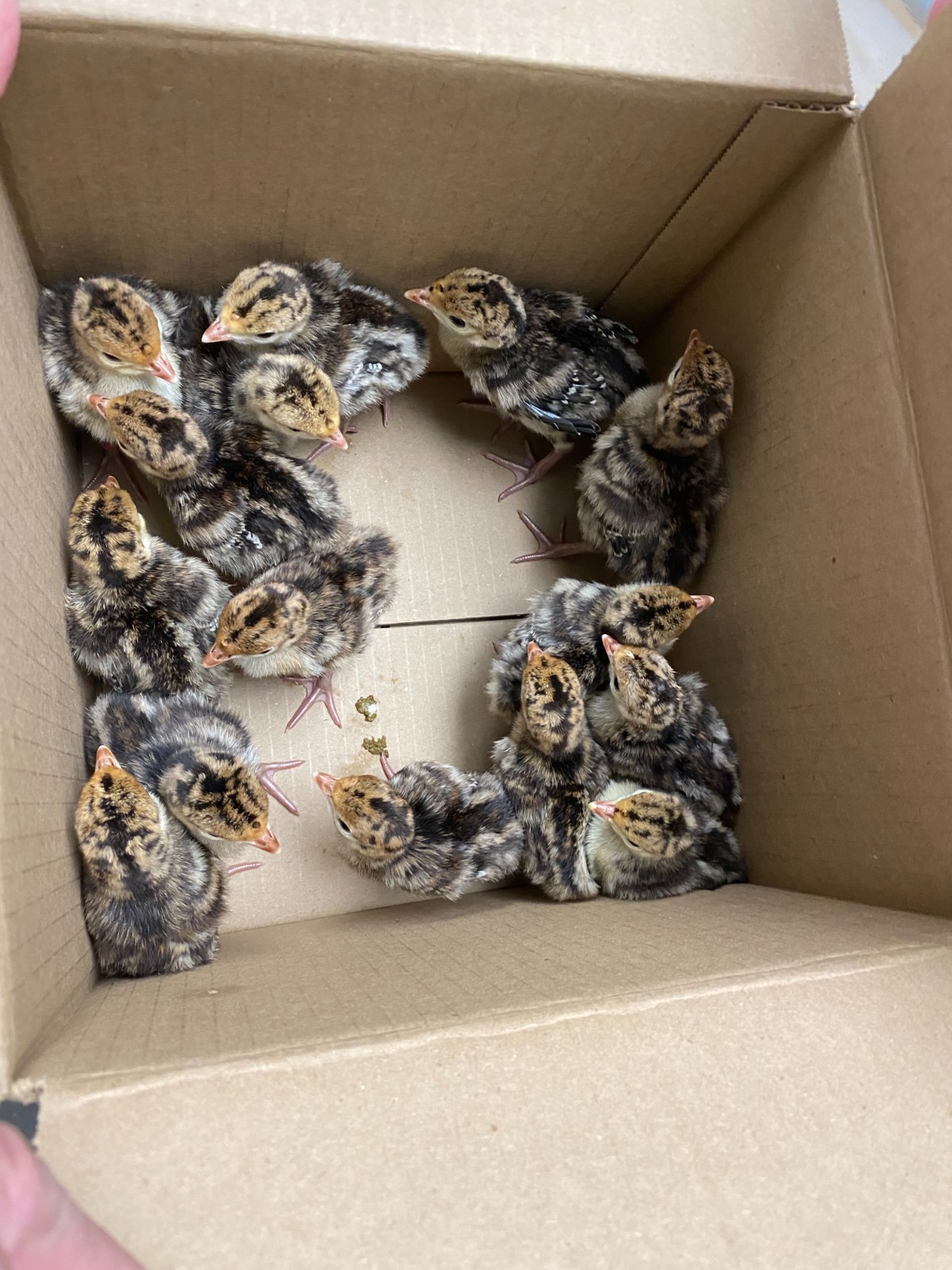 Osceola Hybrid Turkey Hatching Eggs (One Dozen)