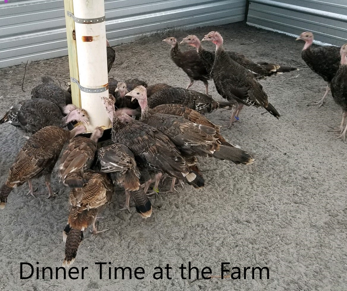 Osceola Hybrid Turkey Hatching Eggs (One Dozen)