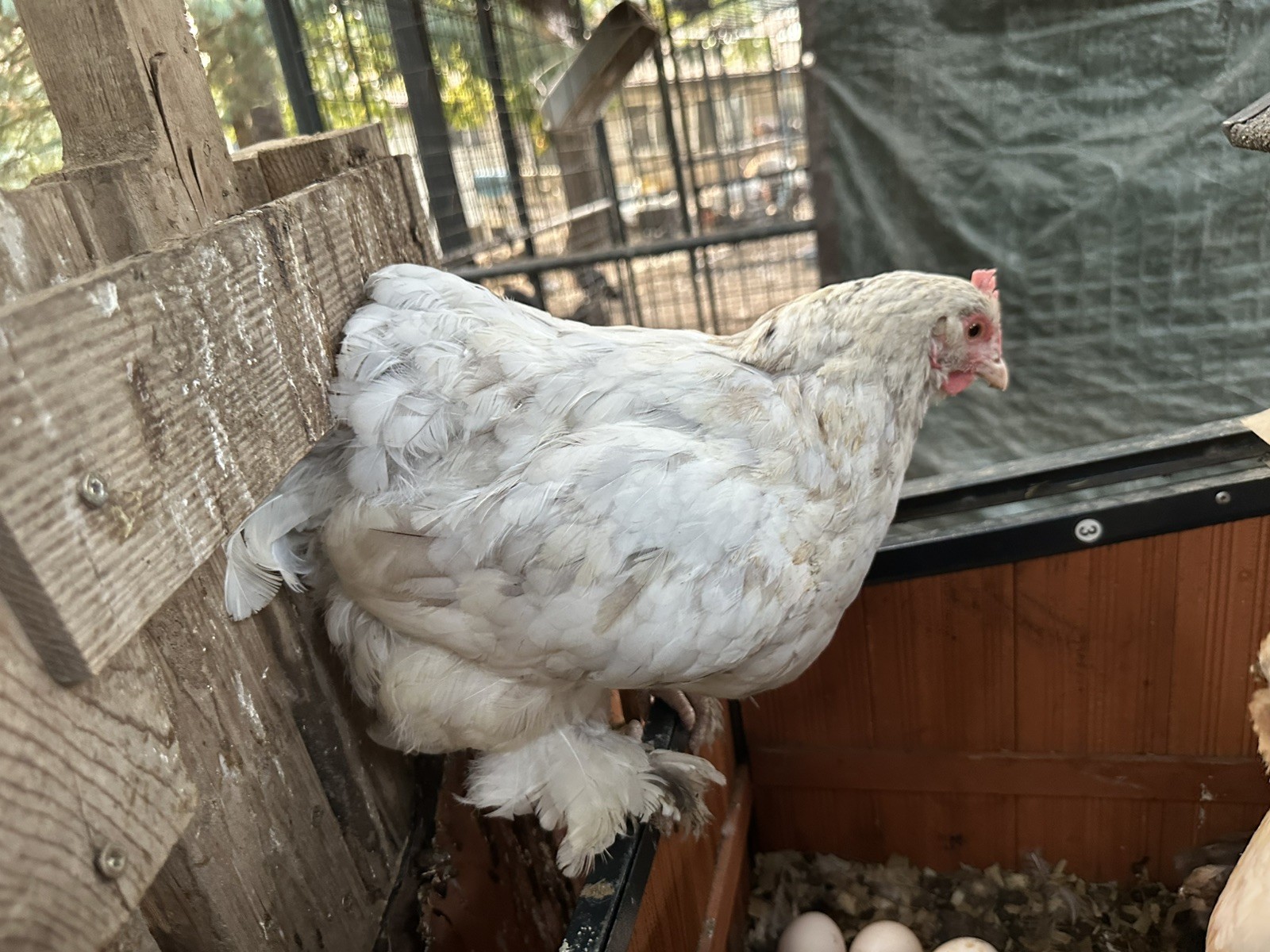 10+ Rare Breed Chicken Fertile Hatching Eggs Orpington, Cochin, Sweddish Flower