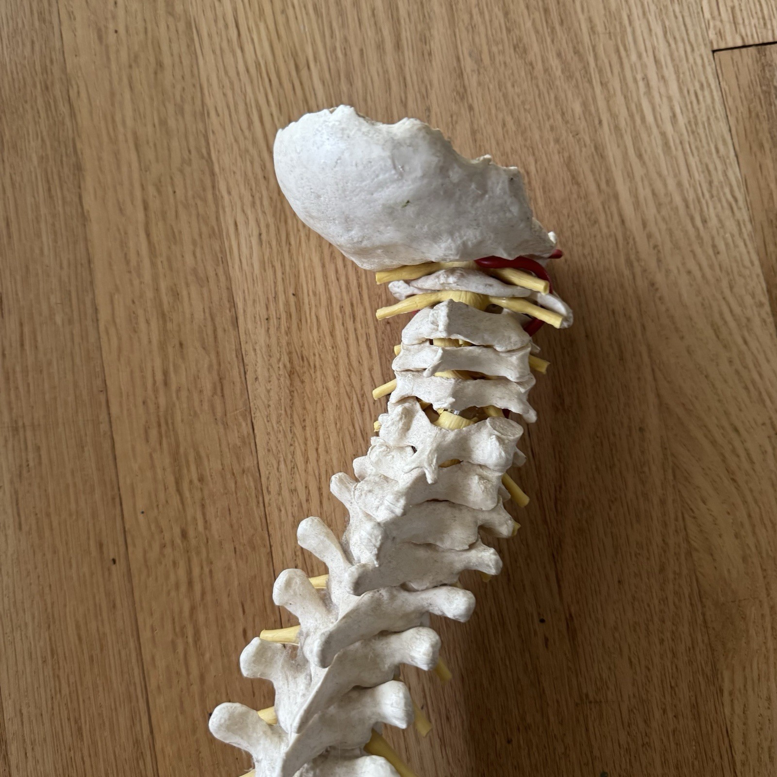 MEDICAL MODEL SPINE BACKBONE WITH PELVIS HIPS ADULT SIZE GERMANY SCIENTIFIC