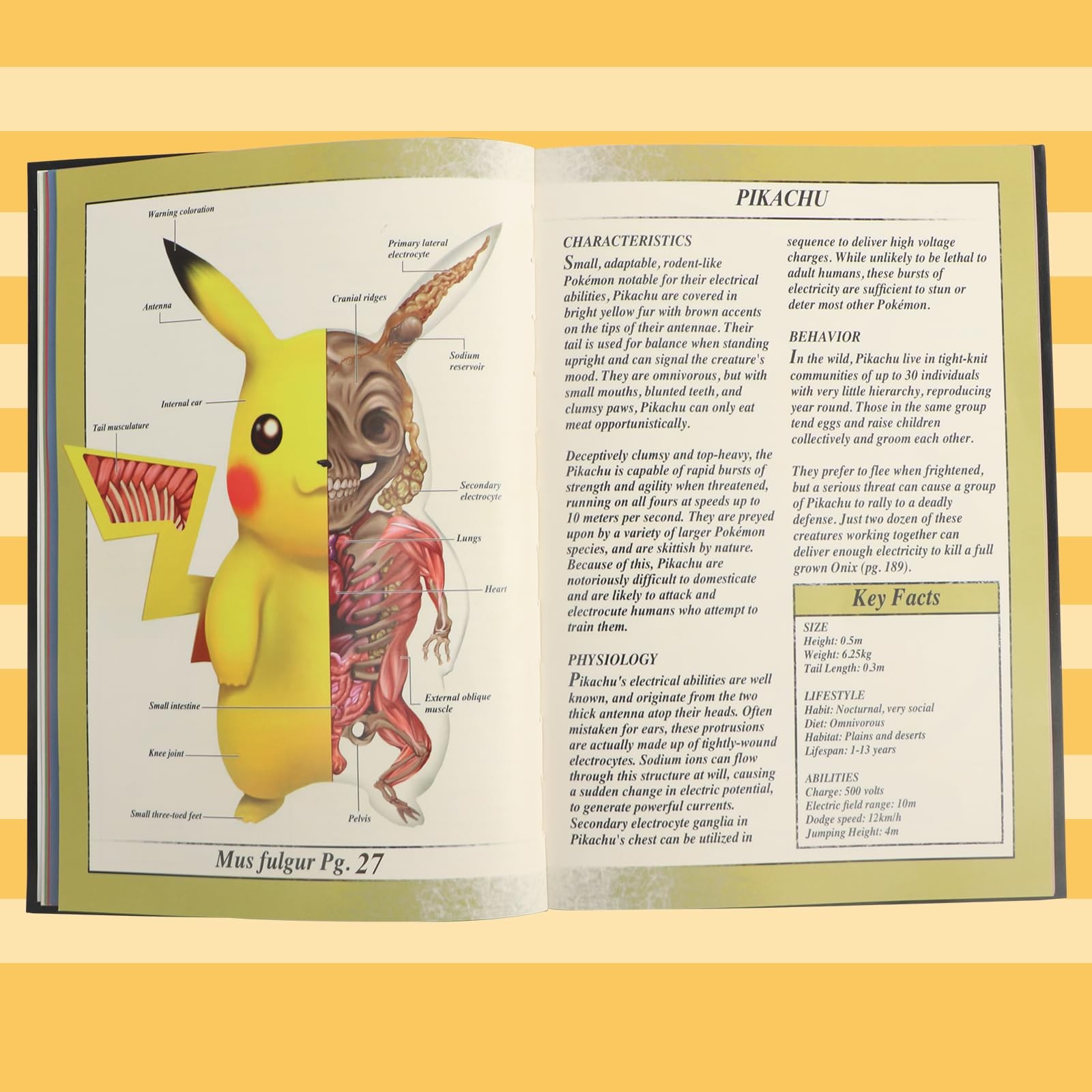 Pokenatomy Envelopes Binder Christmas Birthday Gifts Fans Kids Adults