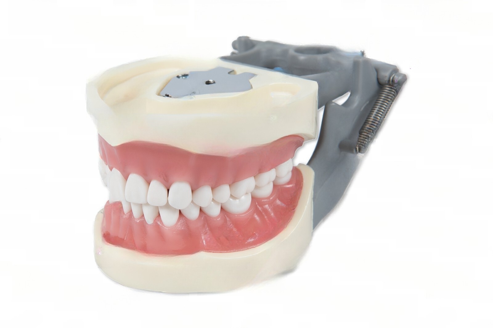 DENTAL TYPODONT OM 200 TEACHING MODEL W/ 2 EXTRA SETS OF TEETH (96 TOTAL TEETH)