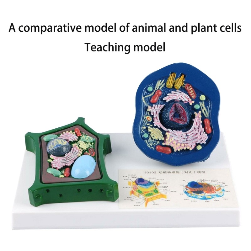 Educational Animal Plant Cell Anatomy Model Biology Teaching Aid For Science Lab