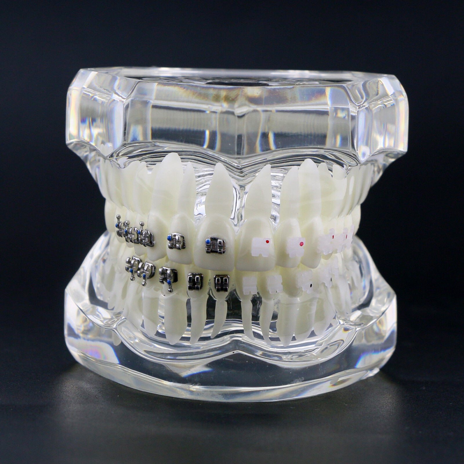 Dental High Quality Material Transparent 3003 Teeth Models With Metal Ceramic