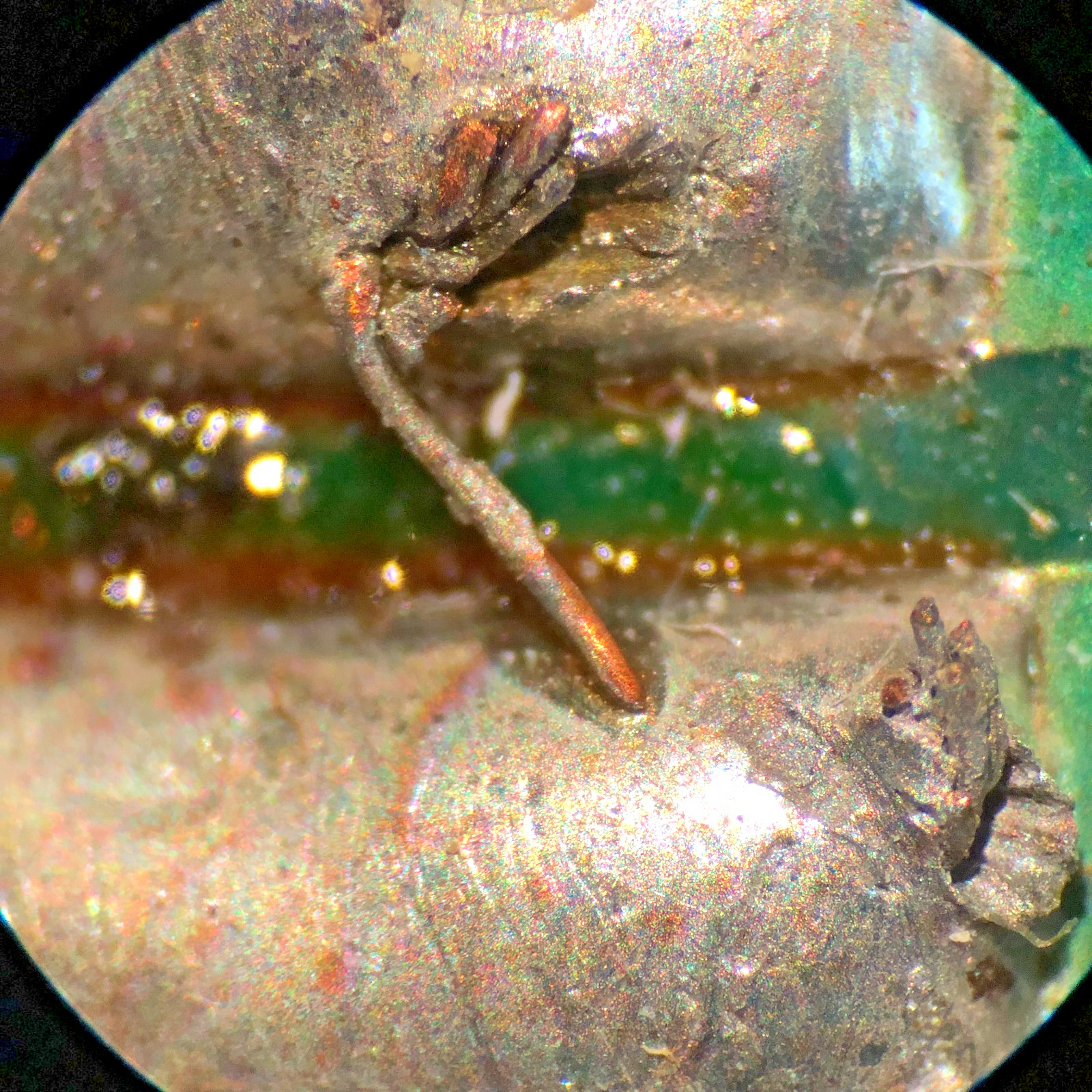 AO Stereo Zoom Microscope, 15X Eyepieces!, Electronics, Biology, Free Ship!!