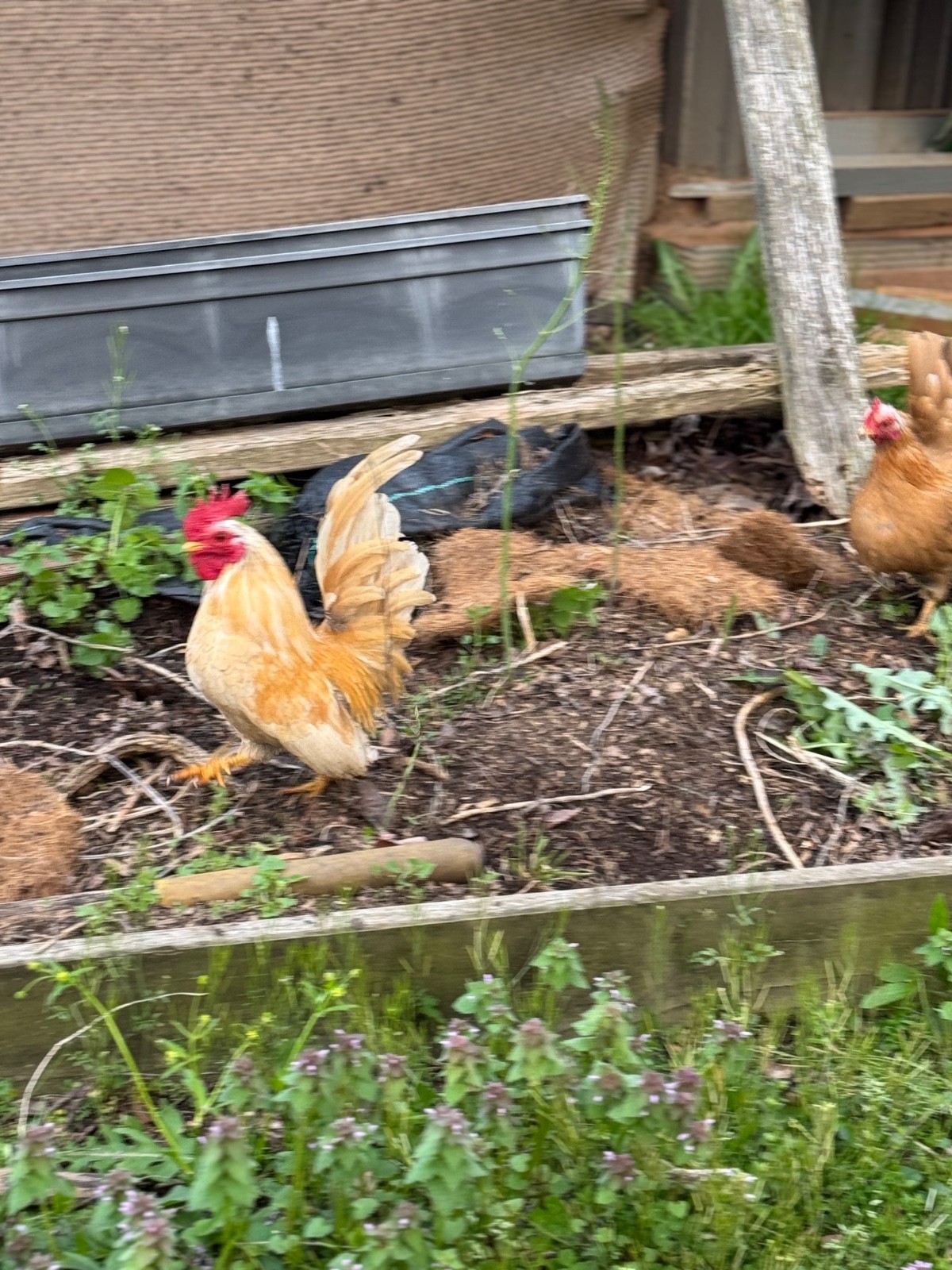 12+ small Quality Serama Chicken Hatching Eggs