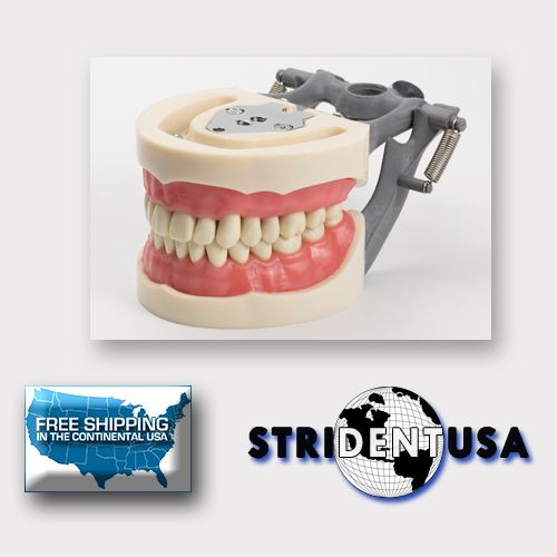 DENTAL TYPODONT MODEL 200 W/ REMOVABLE TEETH KILGORE NISSIN TYPE 10 FREE MOLARS