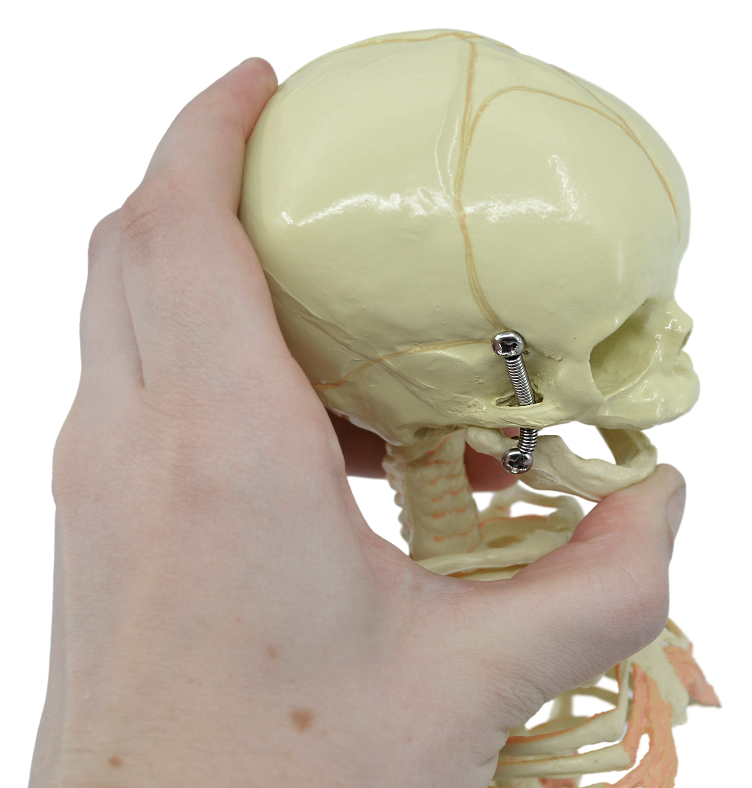 Eisco Labs Infant Fetus Skeleton Model, Mini Size