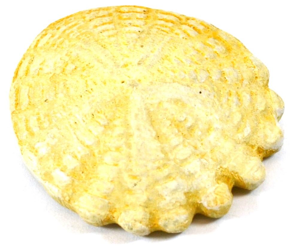 Hardouinia Fossil Replica, 4cm – Mesozoic Echinoderm Model – Eisco Labs