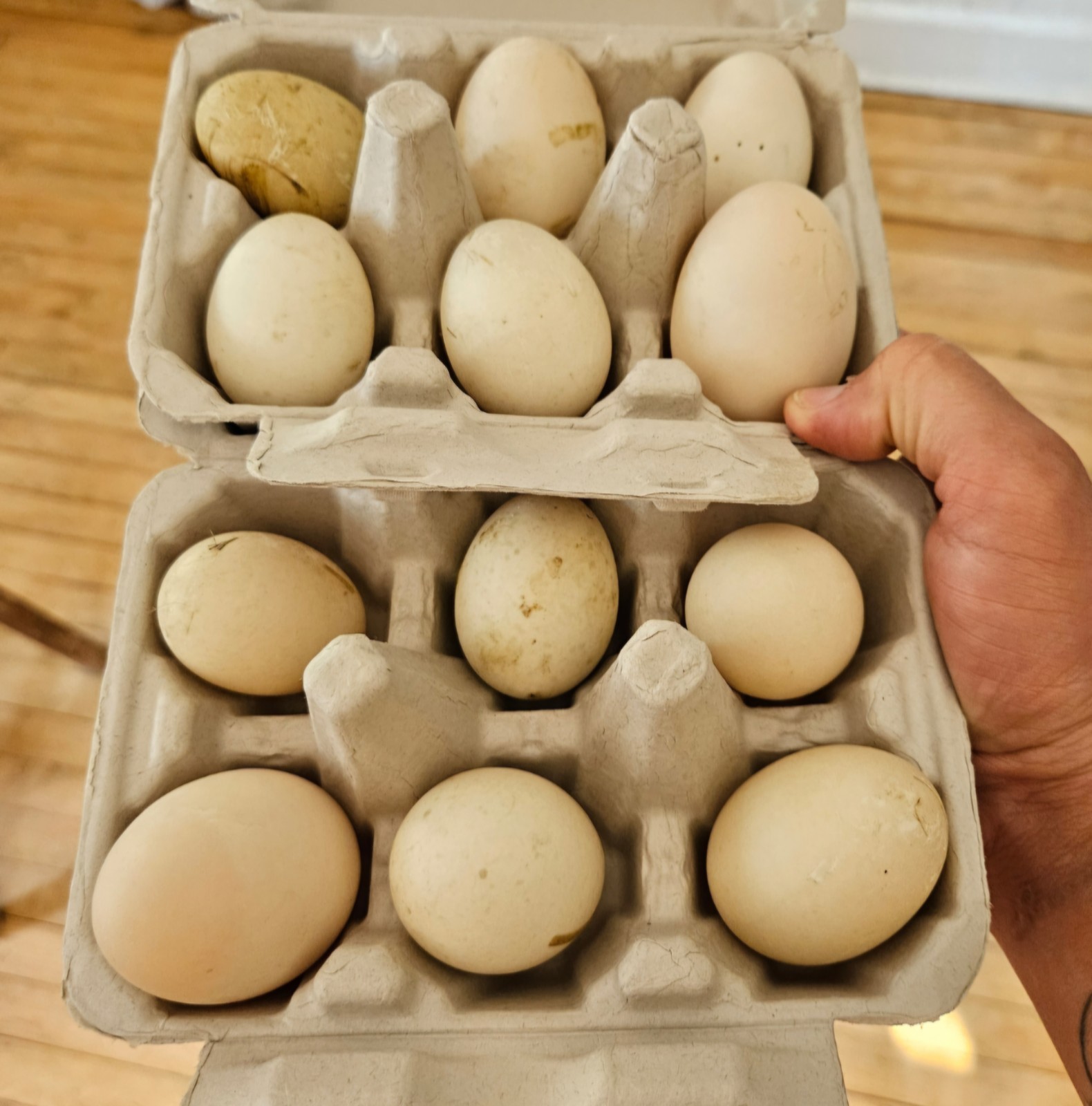 Purebred Khaki Campbell Duck Hatching Eggs – 12+ Fresh and Fertile