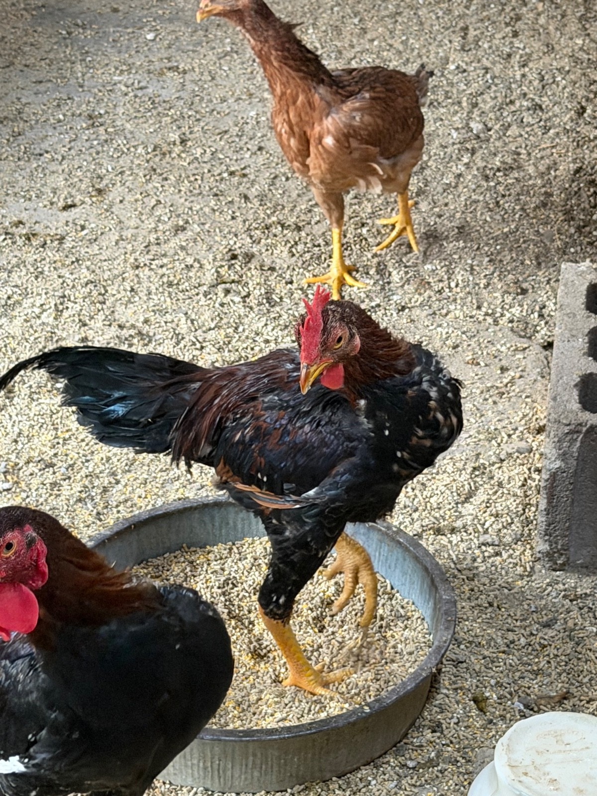7 FRESH Indio Gigante Hatching Eggs shipped either USPS or 2 Day FedEx