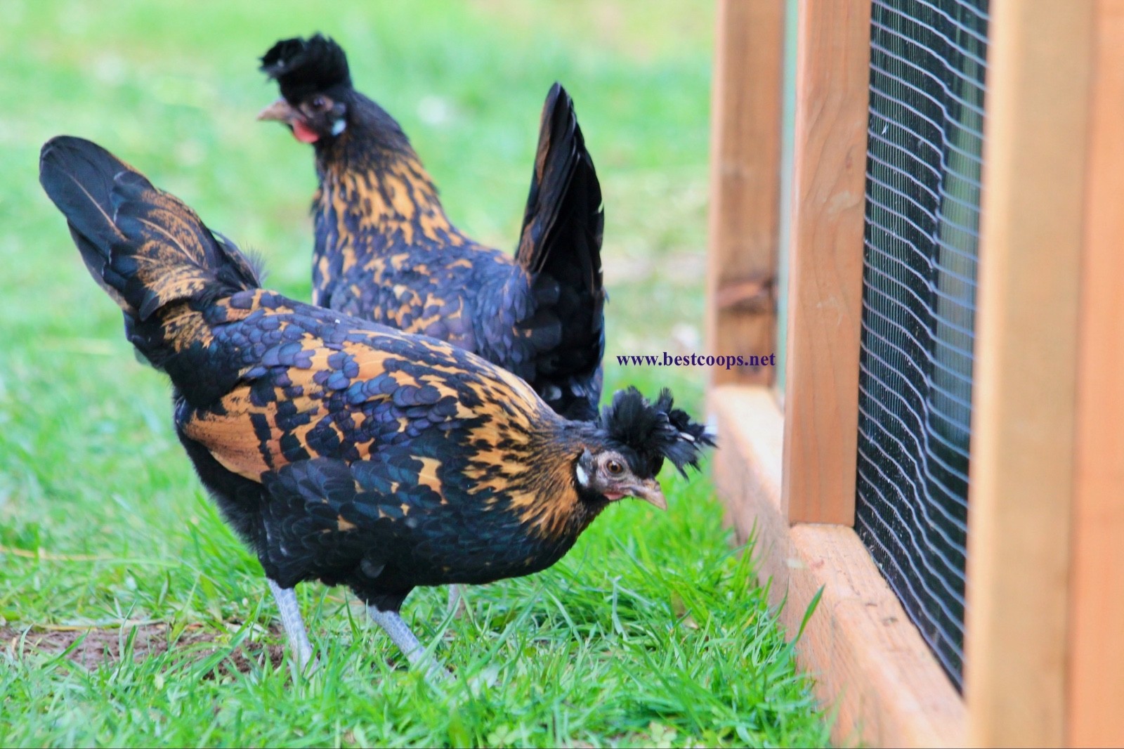 10+ Gold Appenzeller Chicken Hatching Eggs