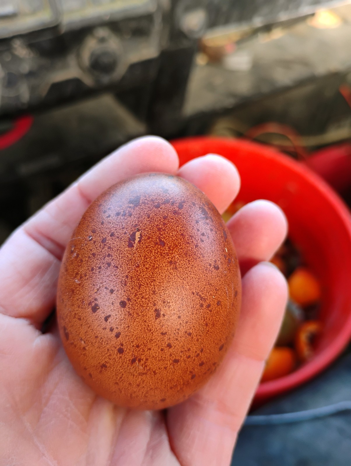Fertilized Rainbow Hatching Eggs 12+++