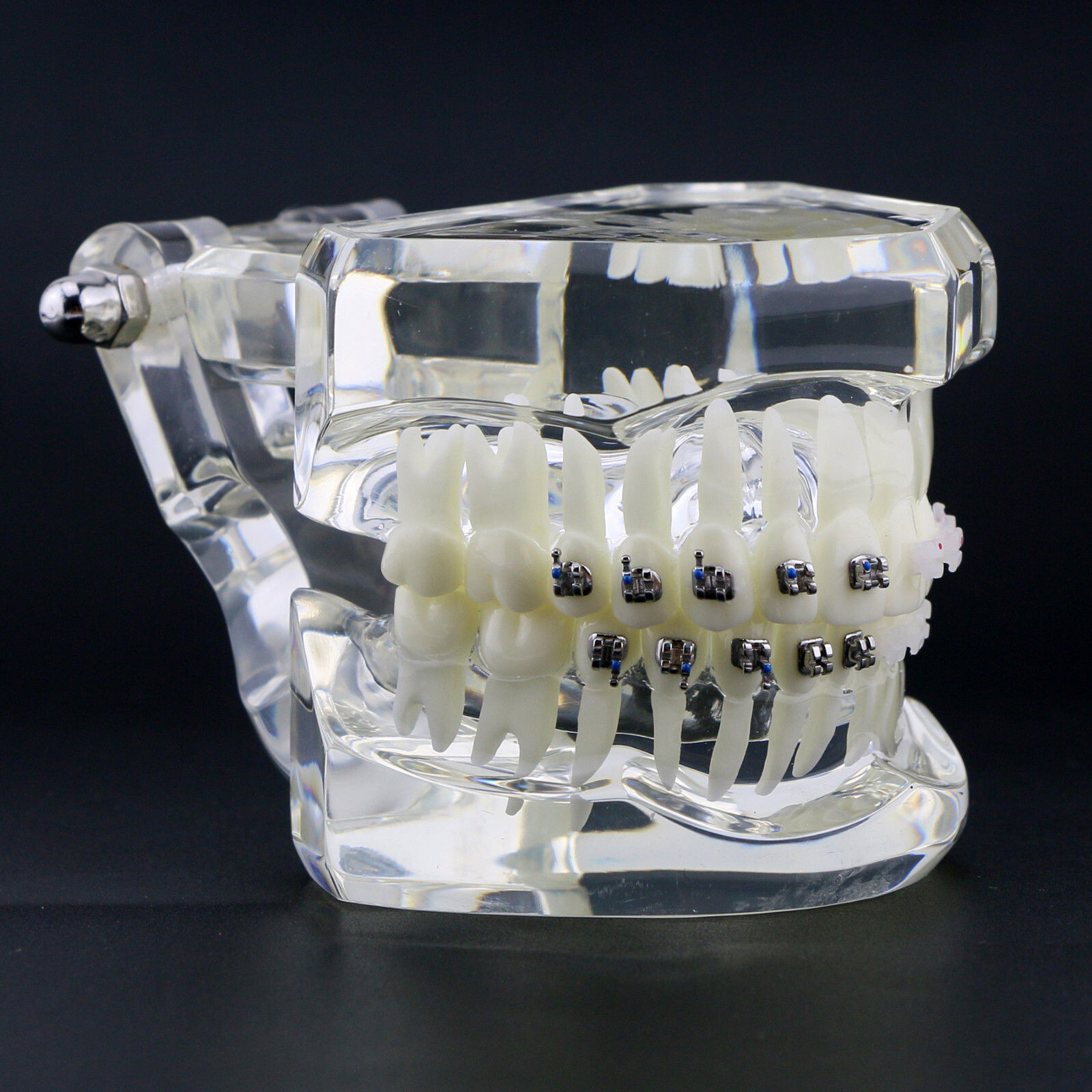 Dental High Quality Material Transparent 3003 Teeth Models With Metal Ceramic