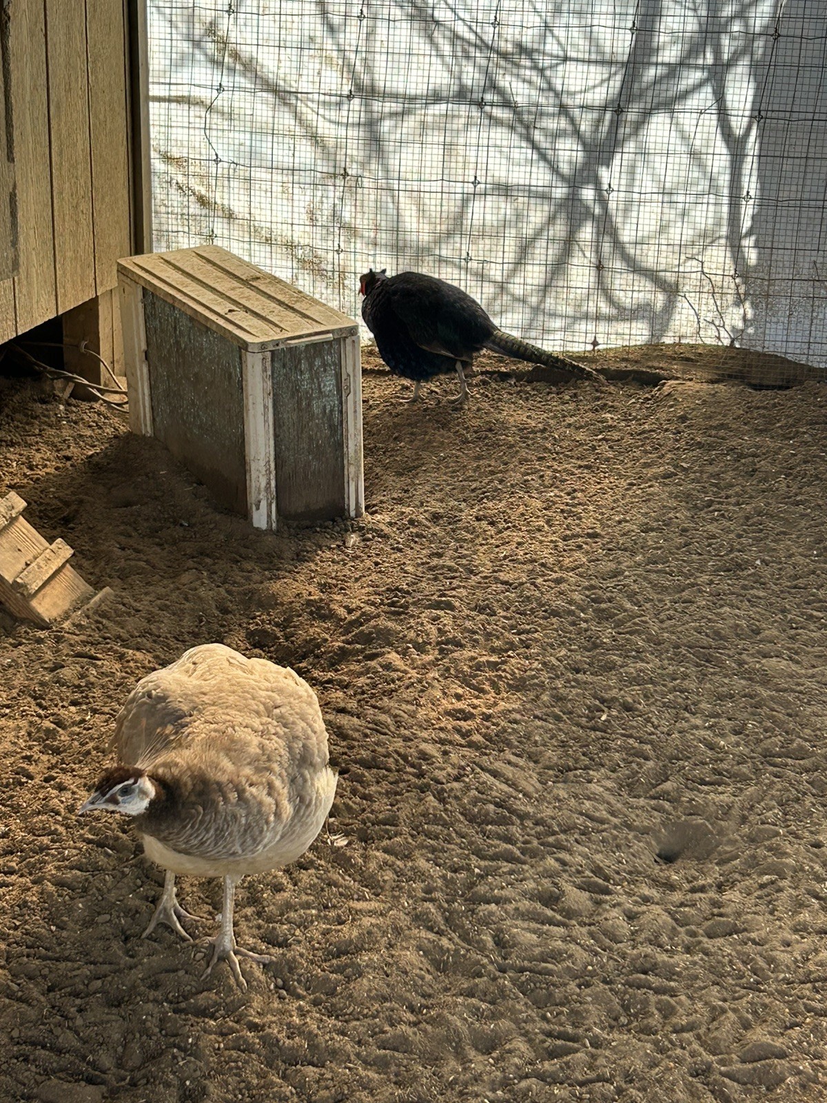 PRE SALE 4 Mixed PEACOCK Hatching Eggs, Ready to Ship IN 7-14 DAYS
