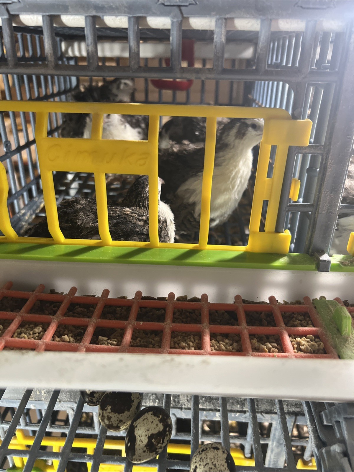 32+4 extra Jumbo Coturnix Quail Hatching Eggs( Brown, Tuxedo, Cinnamon, White )