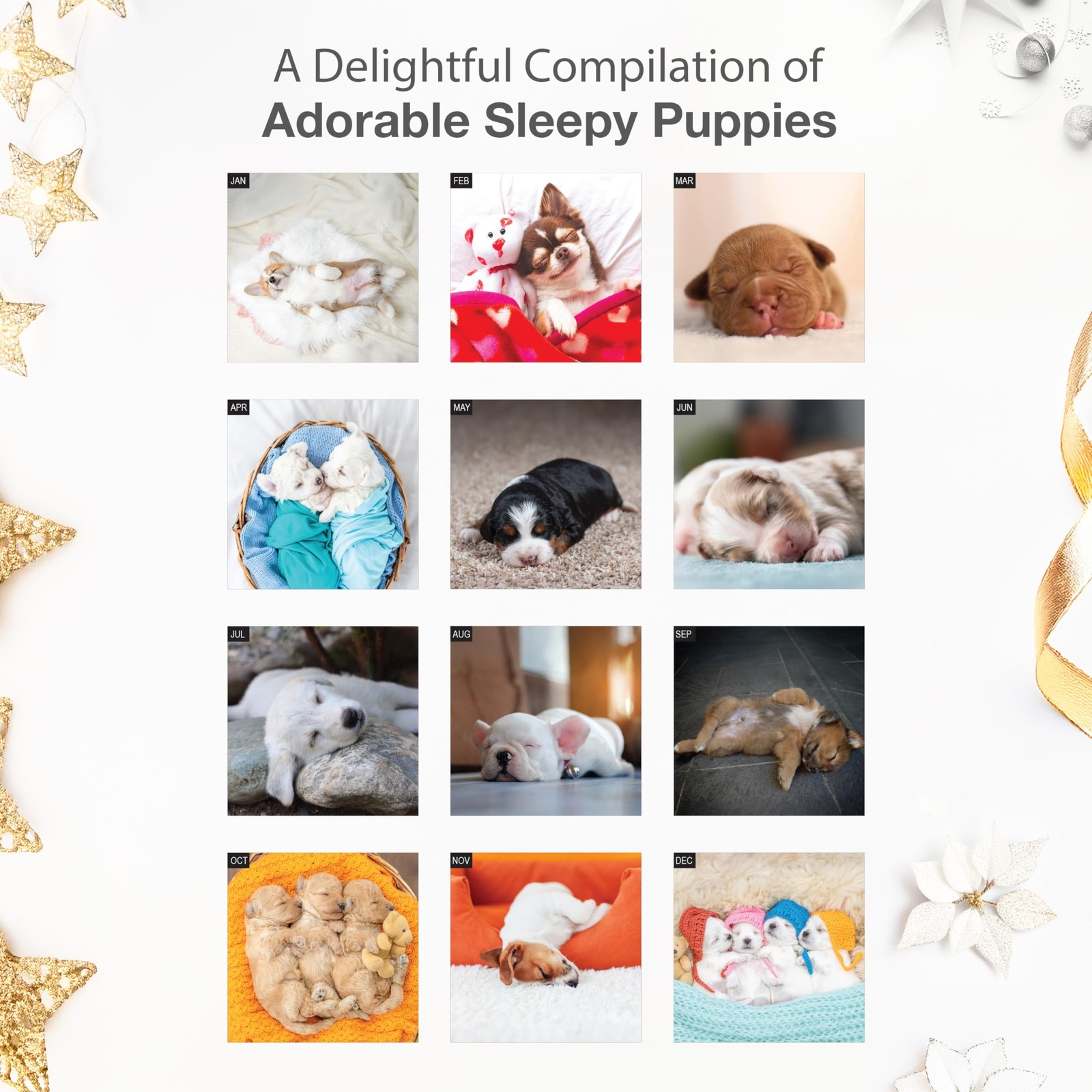 RED EMBER Pooped Puppies 2026 Wall Calendar 12 New 2026, 03