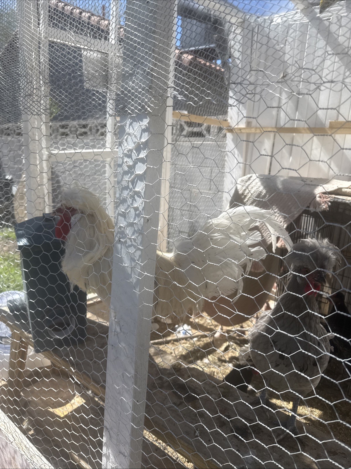 12+ FERTILE CHICKEN PUREBRED POLISH HATCHING EGGS QUICK SHIP USPS PRIORITY MAIL