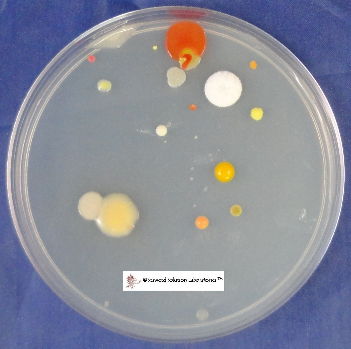 Nutrient Agar Kit- Yields 10, 100mm Petri Dishes – FREE SHIPPING!!!